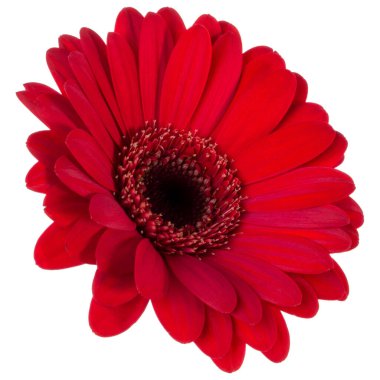 beyaz arka plan closeup izole kırmızı gerbera çiçek kafası. Ge