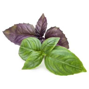 Taze yeşil Studio atış kapatın ve mi kırmızı fesleğen bitki yaprakları