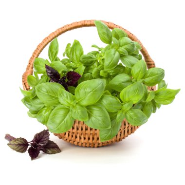 Fesleğen bitki yaprakları grup üzerinde beyaz izole hasır sepet içinde