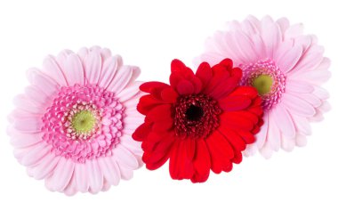 Üç pembe, kırmızı ve kırmızı Gerbera çiçeği başları 