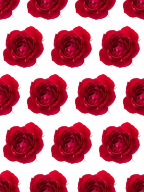 Beyaz arka planda izole edilmiş bir kırmızı gül başı. Fl!