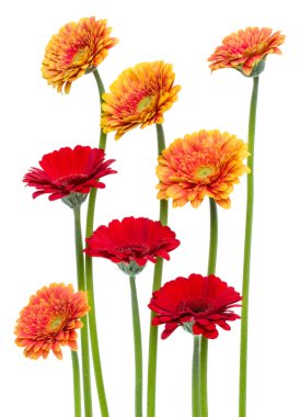 Beyaz sırt ta izole edilmiş uzun saplı dikey gerbera çiçekleri