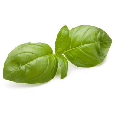 Beyaz arka plan closeup izole fesleğen bitki yaprakları 