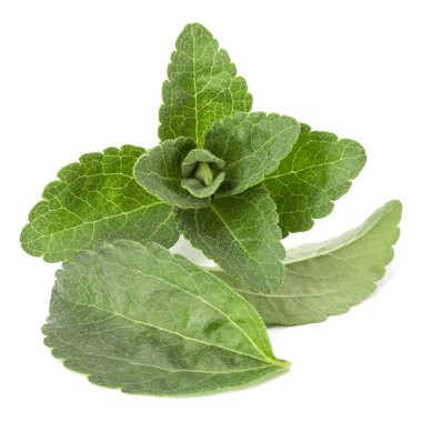Stevia adet izole om beyaz arka plan kesip bırakır.