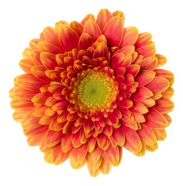   turuncu gerbera çiçek baş beyaz arka plan closeu izole