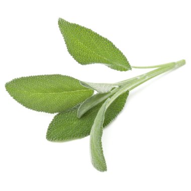 Adaçayı yaprakları üzerinde beyaz arka plan kesme izole. 