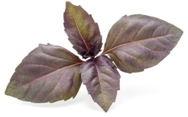 Stüdyo çekim taze kırmızı fesleğen bitki yaprakları üzerinde izole kapatmak 