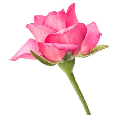 Beyaz arka plan kesme izole bir pembe Gül çiçek