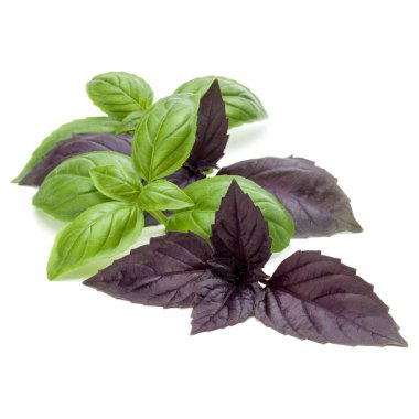 Taze yeşil Studio atış kapatın ve mi kırmızı fesleğen bitki yaprakları