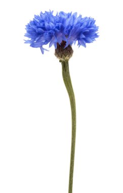 Mavi Peygamber Çiçeği bitki veya lisans düğmesini çiçek üzerinde izole kafa 