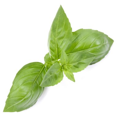 fesleğen bitki üzerinde izole beyaz arka plan bırakır. Cenova b