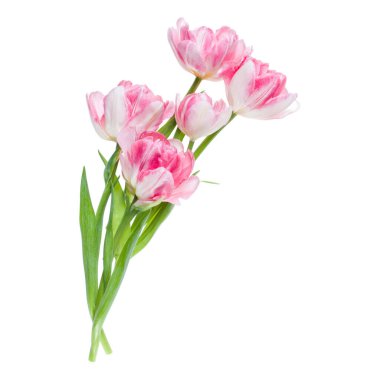 Bahar pembe lale çiçekleri buket beyaz backgrou izole