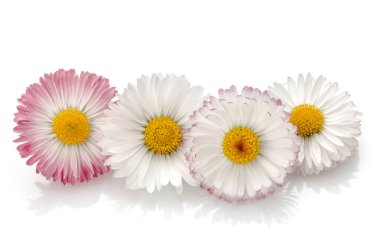 Beautiful daisy flowers isolated on white background cutout clipart
