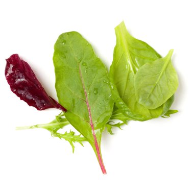 Farklı salata beyaz arka plan üzerinde izole avuç bırakır. Sayfanın Üstü