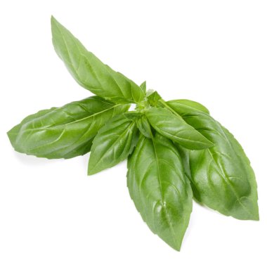 fesleğen bitki üzerinde izole beyaz arka plan bırakır. Cenova b