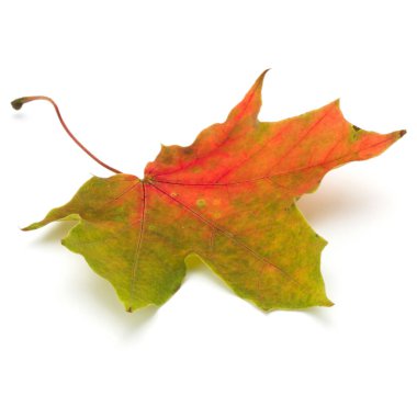 renkli sonbahar akçaağaç yaprağı üzerinde beyaz izole