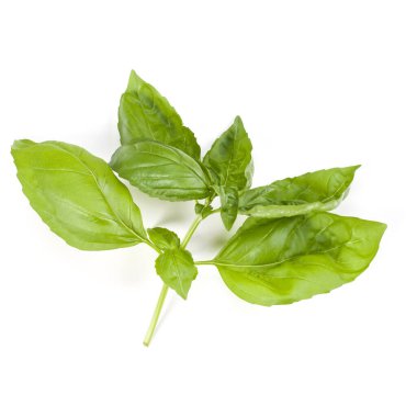 fesleğen bitki üzerinde izole beyaz arka plan bırakır. Cenova b