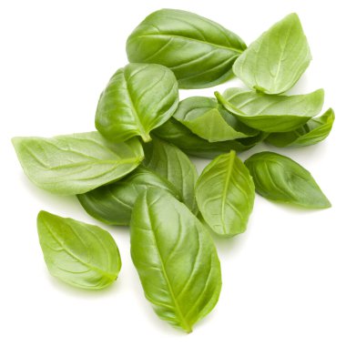 Beyaz arka plan clo üzerinde izole avuç fesleğen bitki yaprakları