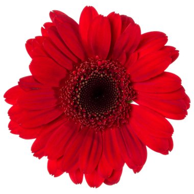 beyaz arka plan closeup izole kırmızı gerbera çiçek kafası. Ge