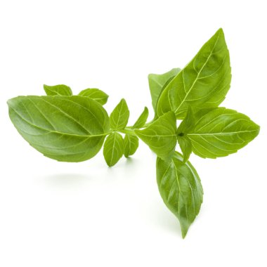 Taze yeşil fesleğen bitki yaprakları izole o stüdyo atış kapatın