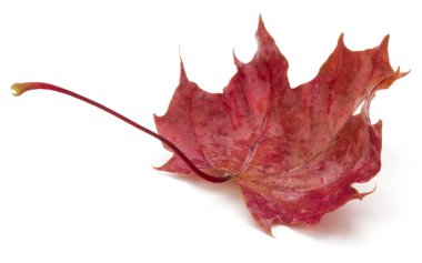 renkli sonbahar akçaağaç yaprağı üzerinde beyaz izole