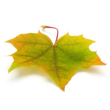 renkli sonbahar akçaağaç yaprağı üzerinde beyaz izole