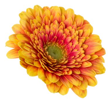   turuncu gerbera çiçek baş beyaz arka plan closeu izole