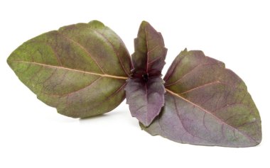 Stüdyo çekim taze kırmızı fesleğen bitki yaprakları üzerinde izole kapatmak 