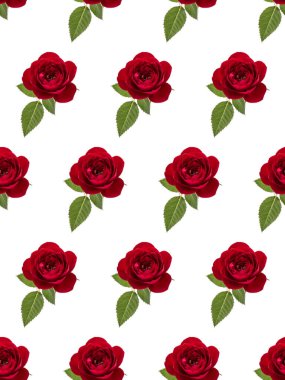 one red rose flower with leaves isolated on white background cut