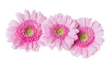 Beyaz arka planda izole edilmiş üç pembe Gerbera çiçeği başı.