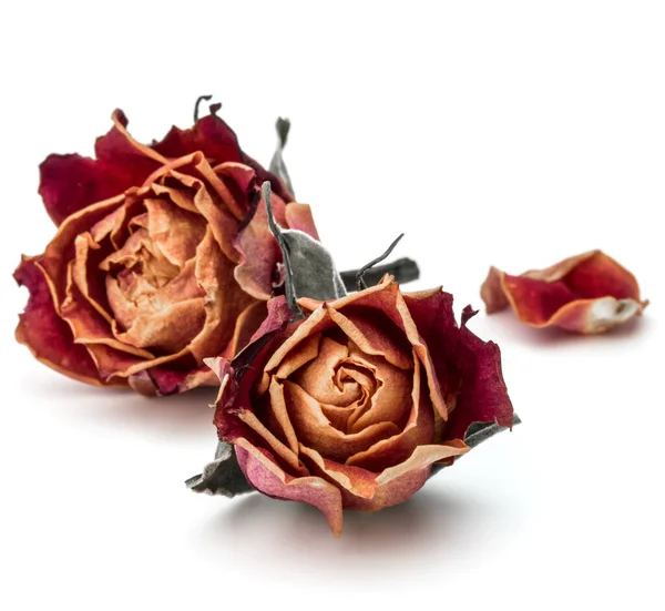 dried rose flower head isolated on white background cutout