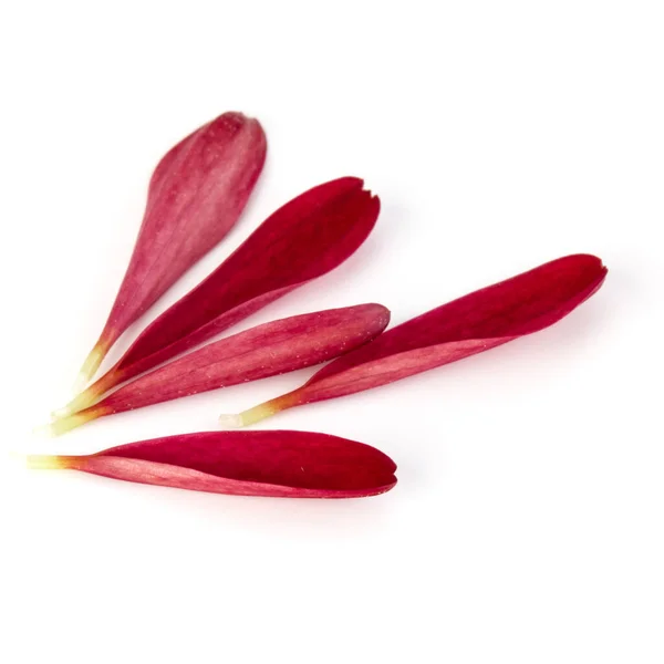 Petali di fiori di crisantemo rosso isolati su sfondo bianco — Foto Stock