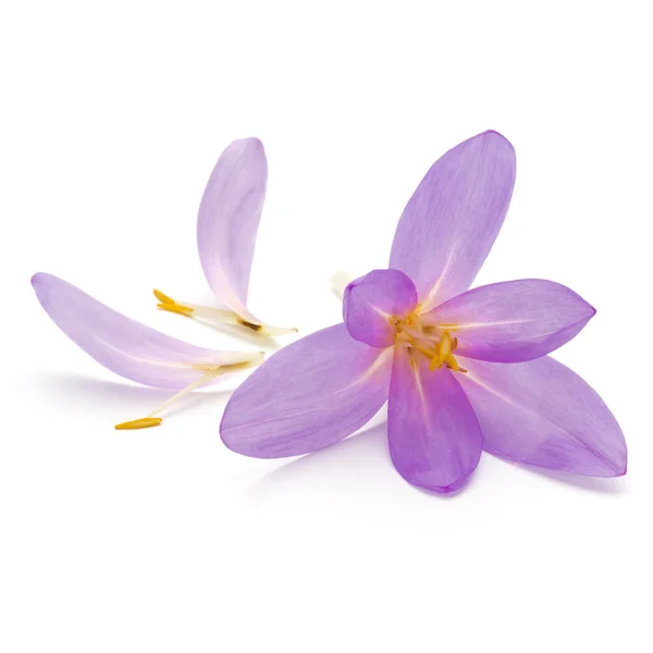 Flores de croco lilás isoladas sobre fundo branco — Fotografia de Stock