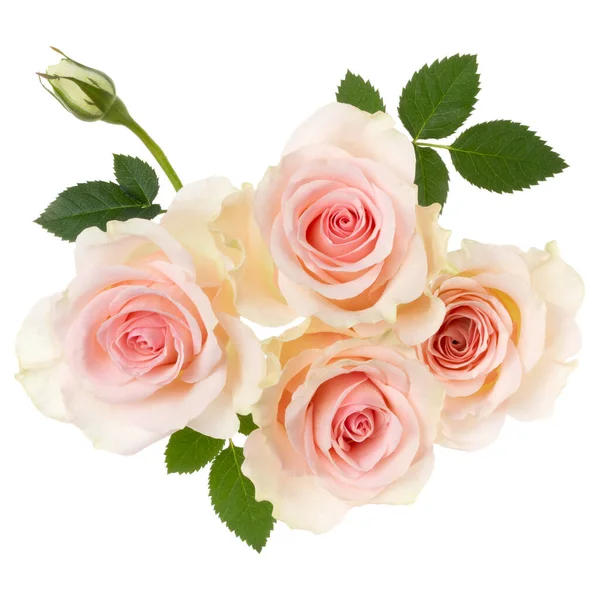 Rosa Rosen isoliert auf weißem Hintergrund Nahaufnahme. Rosenblütenbou — Stockfoto