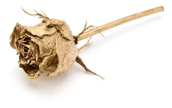 Jeden złoty Róża izolowane na białym tle wycinka. Złoty suszony — Zdjęcie stockowe