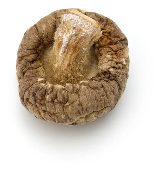 Fungo shiitake essiccato isolato su fondo bianco — Foto Stock