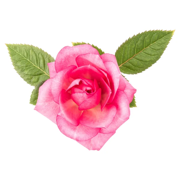 Одна рожева квітка троянди з листям ізольована на білому тлі — стокове фото