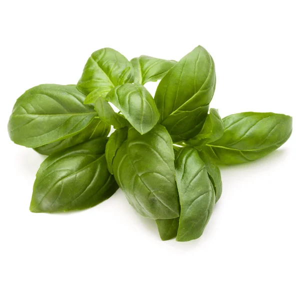 Sweet basil ört lämnar gäng isolerade på vit bakgrund — Stockfoto