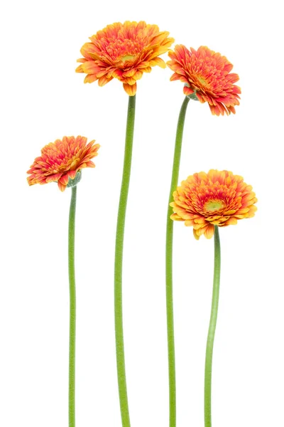 Вертикальные оранжевые цветки герберы с длинным стеблем, изолированным над виски — стоковое фото