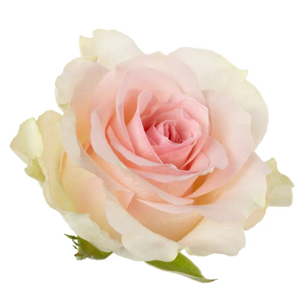 Różowa róża odizolowana na białym tle zbliżenie. Kwiat róży. — Zdjęcie stockowe