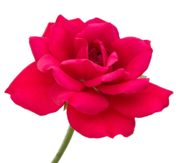 Una rosa roja cabeza de la flor aislada en el recorte de fondo blanco —  Fotos de Stock
