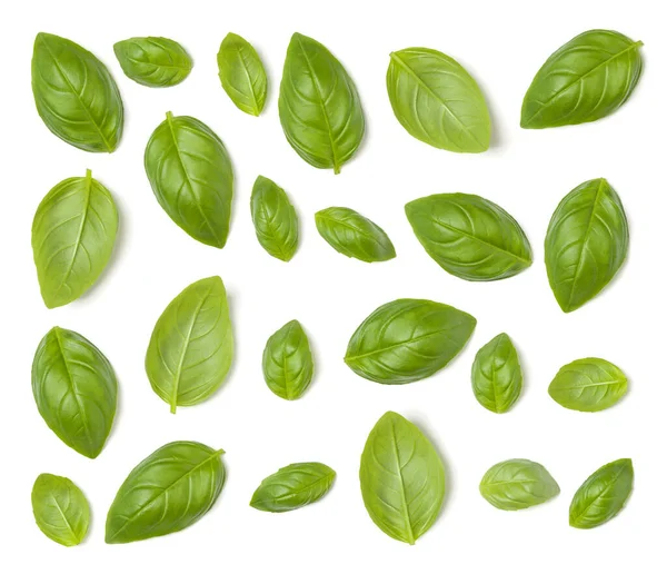 Creative layout made of Sweet Basil herb leaves isolated on whit — Stock Photo, Image