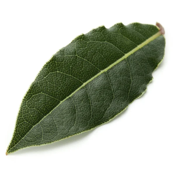 Aromatic Bay daun — Stok Foto