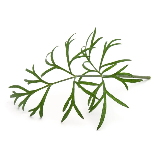 Close up colpo di ramo di foglie di aneto fresco verde erba isolato — Foto Stock