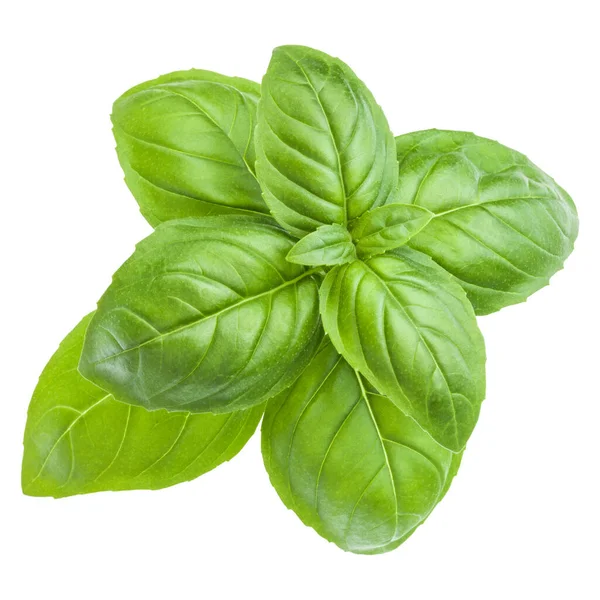 Fresh sweet Genovese basil leaves isolated on white background c — Stock Photo, Image