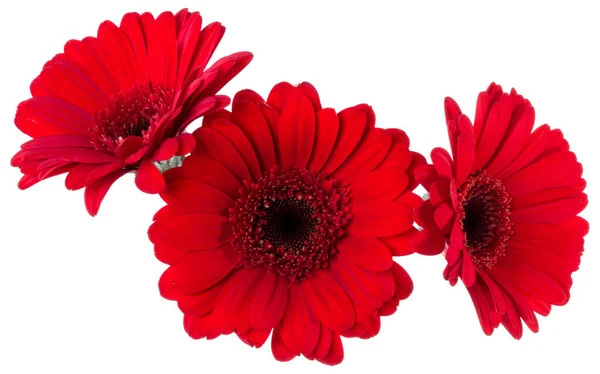 Três cabeças de flor de gerbera vermelho isolado no fundo branco cl — Fotografia de Stock