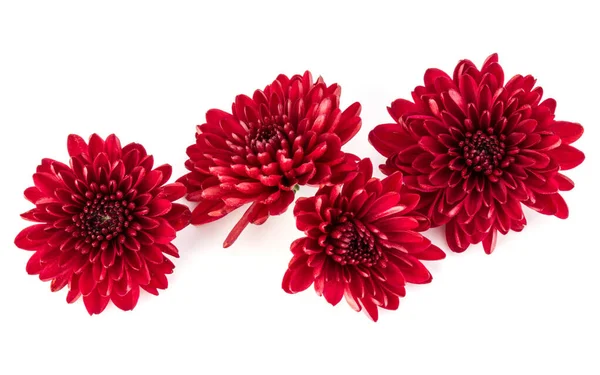 Flor crisântemo vermelho isolado no fundo branco — Fotografia de Stock