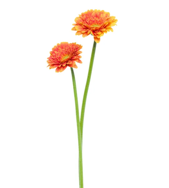 Dos flores verticales de gerberas anaranjadas con tallo largo aislado sobre —  Fotos de Stock