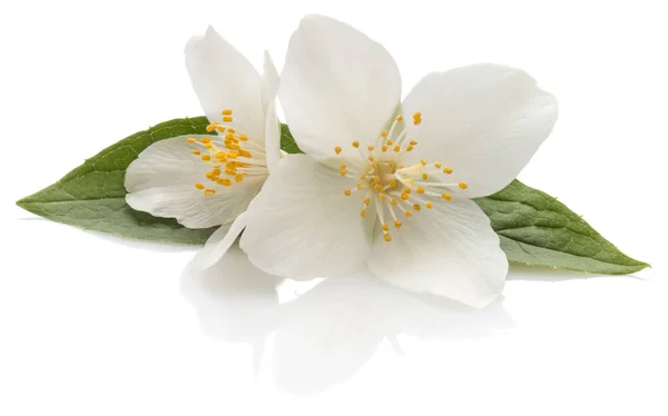 Jasmijnbloemen geïsoleerd over witte achtergrond cutout. — Stockfoto