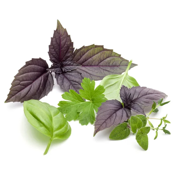 Fresh herb leaves variety isolated on white background. Purple d